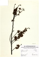 藏品(山胡椒)的圖片